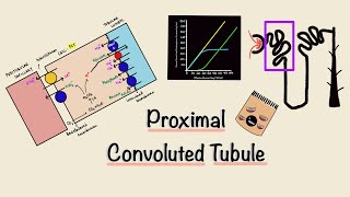 Proximal Convoluted Tubule  PCT  Nephron Transport  Transport Maximum  Renal Physiology [upl. by Nehtanhoj685]