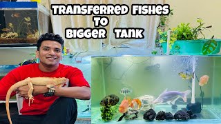 Transferring Fishes to Bigger Aquarium  5 Feet Aquarium  Monster Fish Tank  5x2 feet aquarium [upl. by Boorman108]