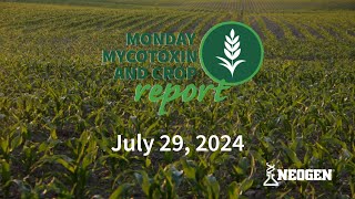 Monday Mycotoxin and Crop Report for July 29 2024 [upl. by Liggett579]