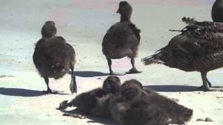 Düne Insel Vögel und Natur Helgoland [upl. by Dobb]