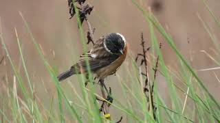 Common Stonechat Saltimpalo Saxicola torquata [upl. by Nibur]