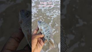 Rescue mission completed arcade ytshorts trending fish respect viralvideo [upl. by Darahs]