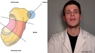 Scaphoid Fractures  Dont miss this [upl. by Israel]