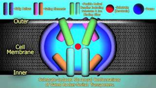 The Mechanism of Prozac  HD [upl. by Aikam]