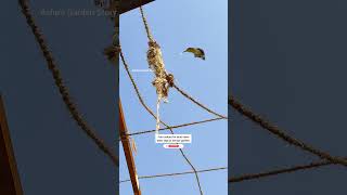 Purple Sunbird Nest🪺Terrace Gardenपर्पल सनबर्ड टेरेस गार्डन में आकर्षित करेंashasgardenstoryshorts [upl. by Ocsic]