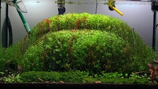 ROTALA TRIMMING [upl. by Binnings396]