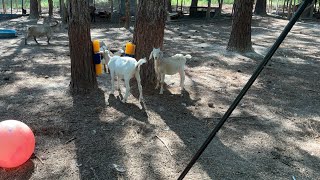 We scrubbers for the babies goats pogo watch underway [upl. by Arrat]