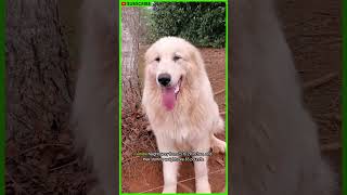 Great Pyrenees  AKC Dog Breed Series [upl. by Ahterahs]