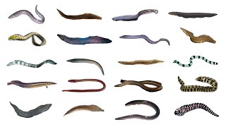 Types of Eels  20 Different Types of Eels eels fish fishspecies [upl. by Philip213]