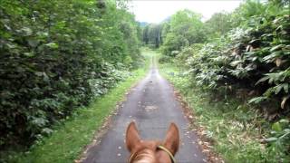 Hokkaido Japan Horse Riding WWOOF Japan [upl. by Esinrahs]