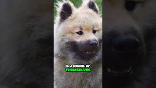 Meet the Eurasier  Your Perfect Family Companion [upl. by Nnylarej129]