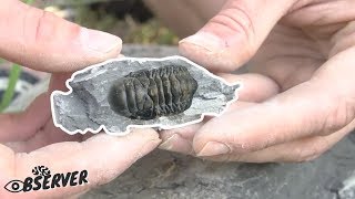 Fossil Collecting amp harvesting  Trilobites amp Brachiopods  Part 13 [upl. by Rivard937]