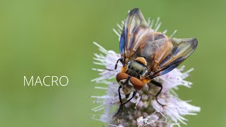 MACRO  Phasia hemiptera  Wanzenfliege  Lumix FZ2000  FZ2500  FZH1  Marumi DHG 3 Achromat [upl. by Nonna]