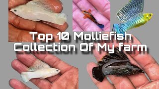 How to breed Mollies for profit  how to keep Mollie fish  mollyfish farm [upl. by Jariah]