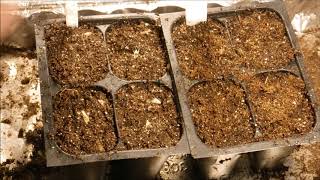 how to grow blanket flower from seed how to grow gaillardia flower from seed [upl. by Florio]