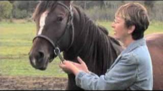 How to Bridle a Difficult Horse  Horse Talk TV [upl. by Atina]