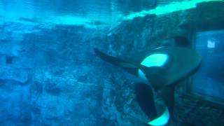 Tilikum Underwater Viewing at SeaWorld Orlando [upl. by Ephrem893]