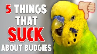 5 Things That SUCKS About Owning A Budgie [upl. by Armil]