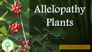 Allelopathy plants Part 1 medicinalplant allelopathy organic phytochemistry phytochemicals [upl. by Lemmuela]