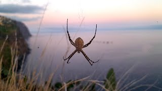 Argiope trifasciata Odmiana Tygrzyka Madera [upl. by Leamsi]