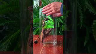 simple moss terrarium made with driftwood and red clay soil moss mossterrarium terrarium [upl. by Horton]