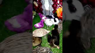 Short video Cute baby ducks  cute baby hen Parrots Rabbits bird birds viral [upl. by Nawram]