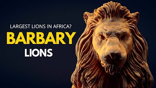 Barbary Lions  Largest Lions in the World [upl. by Oralle]