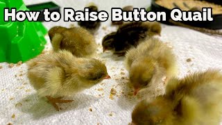 Raise Button Quail From Incubating Eggs to Brooding Chicks to Laying Adults [upl. by Immot]