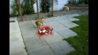 Killer Dog Savagely Attacks Helpless Cat VERY GRAPHIC [upl. by Olney222]