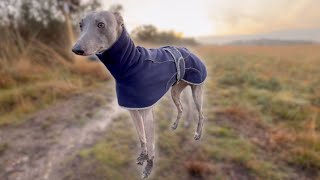 Walking A Whippet  Chobham Common  Sunset [upl. by Eremaj]