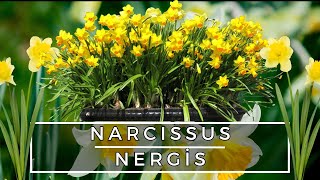 NERGİS  NARCISSUS BAKIM ÖNERİLERİ [upl. by Ellehcin]