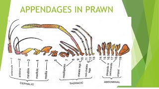 Appendages in prawn by Dr Balram Sain [upl. by Ellenhoj]