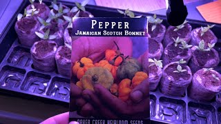 Time Lapse Of Scotch Bonnet Pepper Plant Growing [upl. by Ecnar]