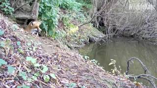 Morning fox in otter holt 20th Oct [upl. by Ahsal214]