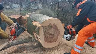 🌲HUSQVARNA 592 927cc76 cp vs STIHL ms 661 911 cc73 cp🌲Happi New Year🌲 [upl. by Ahselef]