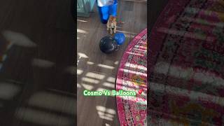 Kitten Cosmo VS Balloons kitten [upl. by Sinnard]