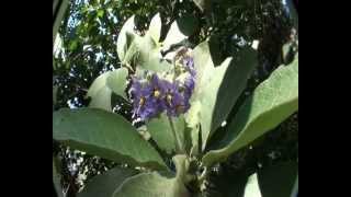 Woolly nightshade identification Solanum mauritianum [upl. by Hanselka]