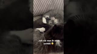 Hur söta 😍😍kattungar kittens cutecat [upl. by Finah]