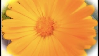 Calendula  the Power to Heal  Harmonic Arts [upl. by Frederique]