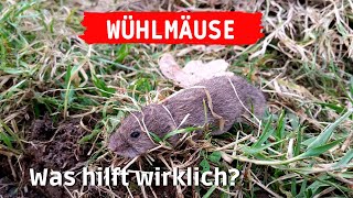 Wühlmäuse im Garten loswerden  ich probiere Wühlmäuse zu bekämpfen amp vertreiben [upl. by Benita586]