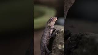 Calotes shortvideo wildlifephotography naturelovers viralvideo [upl. by Alracal]