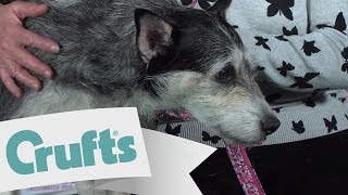 Scruffts Winners Interview and Story  Crufts 2015 [upl. by Hollis461]