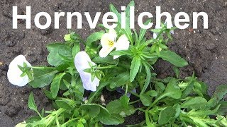 Hornveilchen pflegen pflanzen vermehren gießen Standort Winterhart überwintern Viola cornuta [upl. by Cameron]