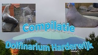 Compilatie Dolfinarium Harderwijk [upl. by Colman]