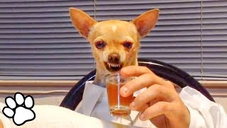 100 Funny Chihuahua Videos  Try Not To Laugh Challenge  That Pet Life [upl. by Orland]