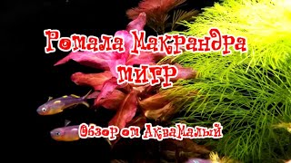 ОБЗОР РОТАЛА МАКРАНДРА ТИГР СОДЕРЖАНИЕ И УХОД [upl. by Elleiand]