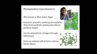 Marine microbial community phytoplankton [upl. by Ruben472]