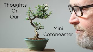 Bonsaify  Tips for Mame Cotoneaster Bonsai in Spring [upl. by Theall]