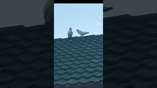 Wild little corella cockatoo circling and waving nature birds [upl. by Cida205]