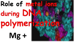 DNA polymerization by DNA polymerase 1 [upl. by Tegan]